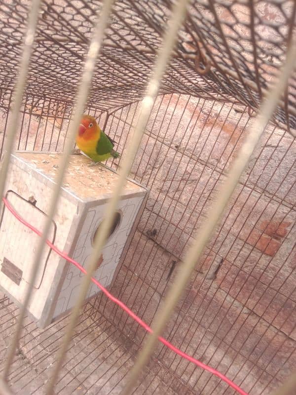 lovebirds ka pair ha whit cage ha 4