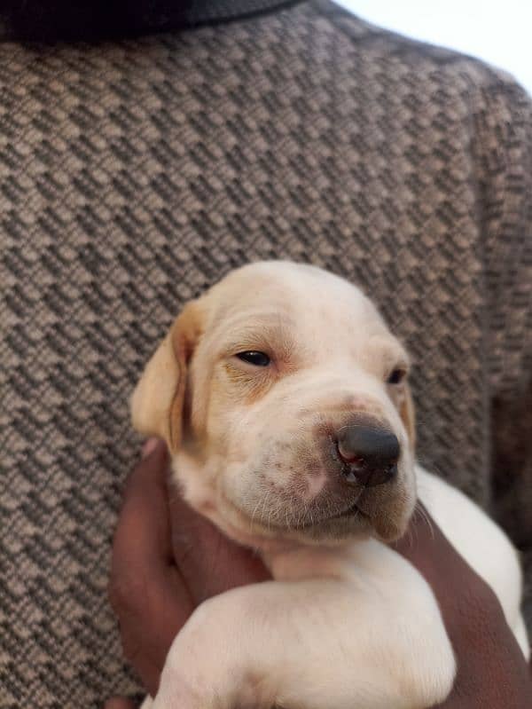 pure English pointer puppies 2