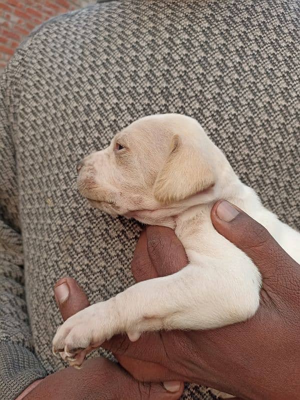 pure English pointer puppies 3