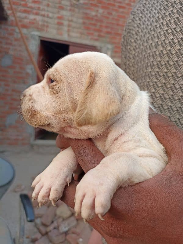 pure English pointer puppies 5