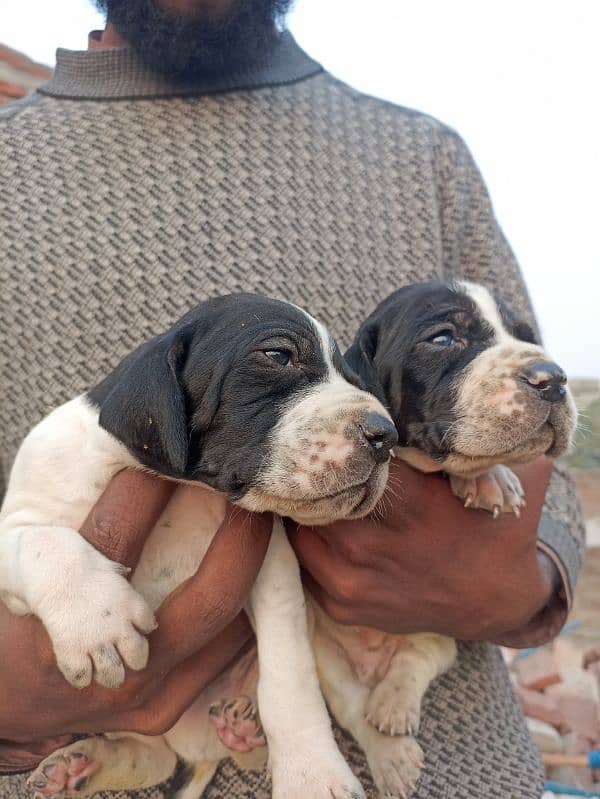 pure English pointer puppies 6