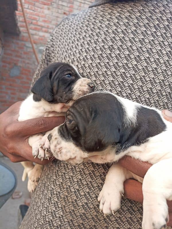 pure English pointer puppies 7