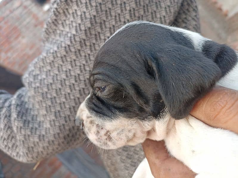 pure English pointer puppies 8