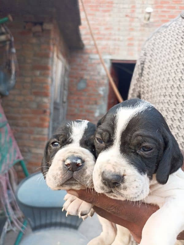 pure English pointer puppies 9