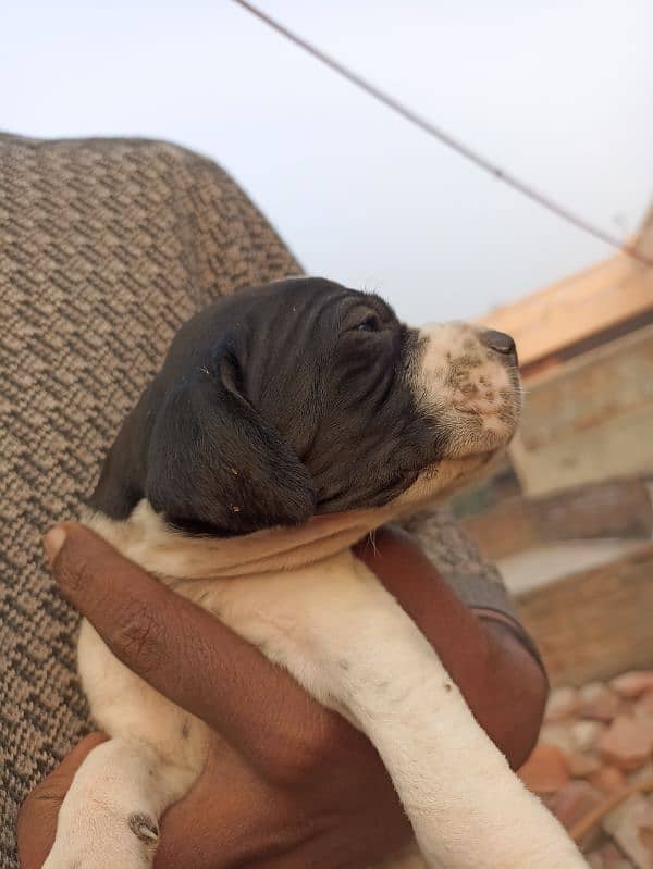 pure English pointer puppies 10