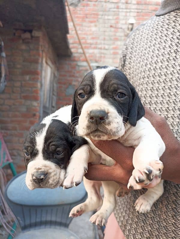 pure English pointer puppies 11