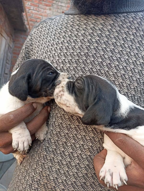 pure English pointer puppies 12