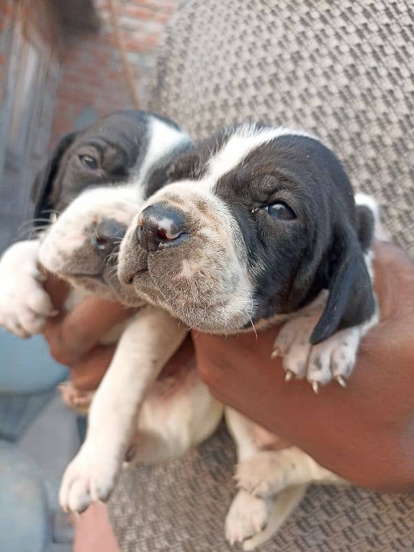 pure English pointer puppies 13