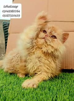 Pure persian punch face Male kitten from CFA peke/piki bloodline