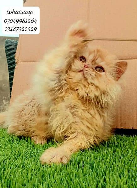 Pure persian punch face Male kitten from CFA peke/piki bloodline 0