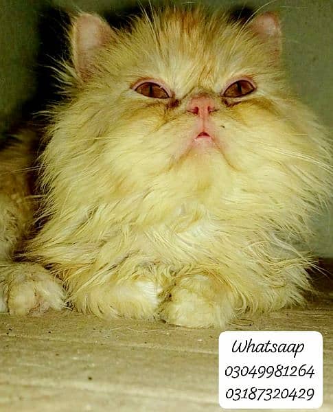 Pure persian punch face Male kitten from CFA peke/piki bloodline 1