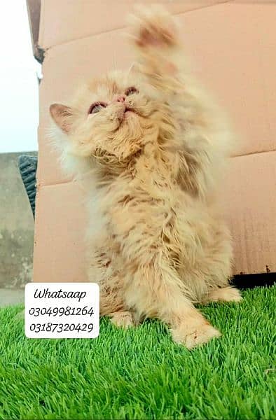 Pure persian punch face Male kitten from CFA peke/piki bloodline 2