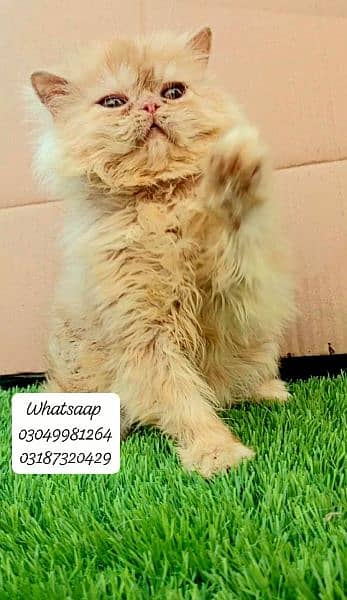 Pure persian punch face Male kitten from CFA peke/piki bloodline 4