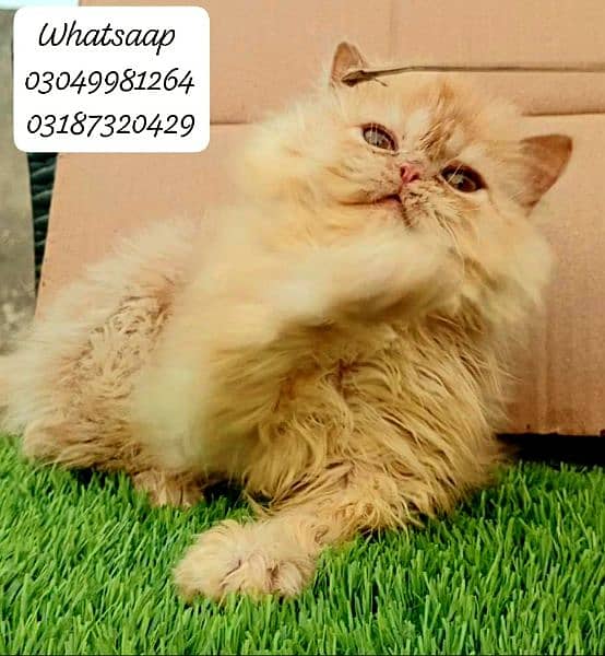 Pure persian punch face Male kitten from CFA peke/piki bloodline 6