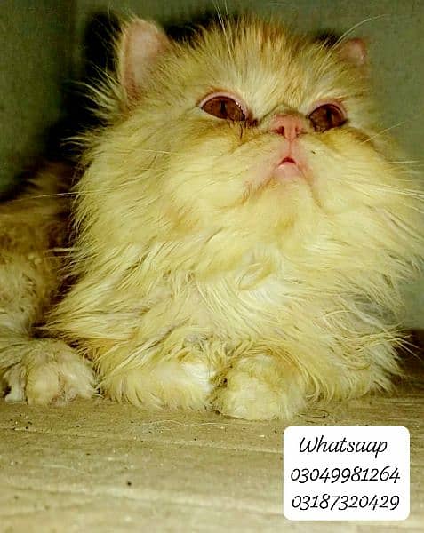 Pure persian punch face Male kitten from CFA peke/piki bloodline 7