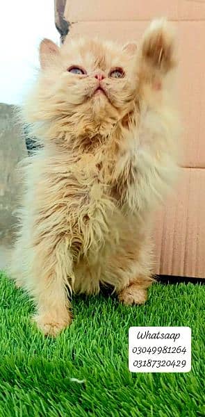 Pure persian punch face Male kitten from CFA peke/piki bloodline 8