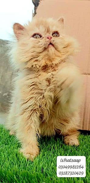 Pure persian punch face Male kitten from CFA peke/piki bloodline 9