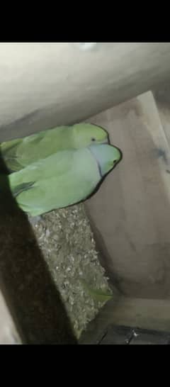 Green neck breeder pair for sale