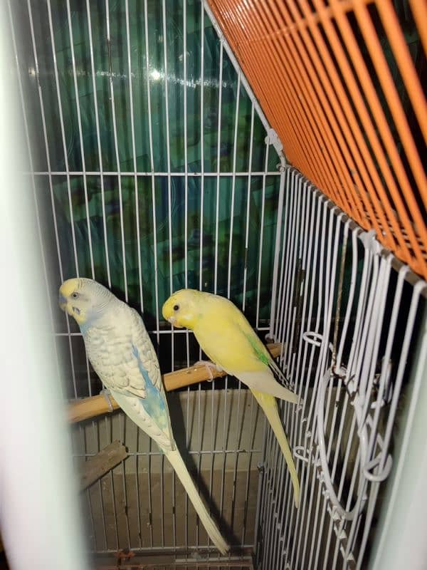 Australian Budgies Pair 1