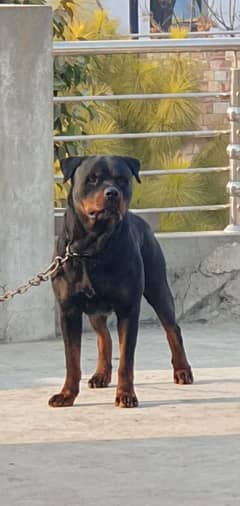 Top Pedigree Rottweiler for Crossing