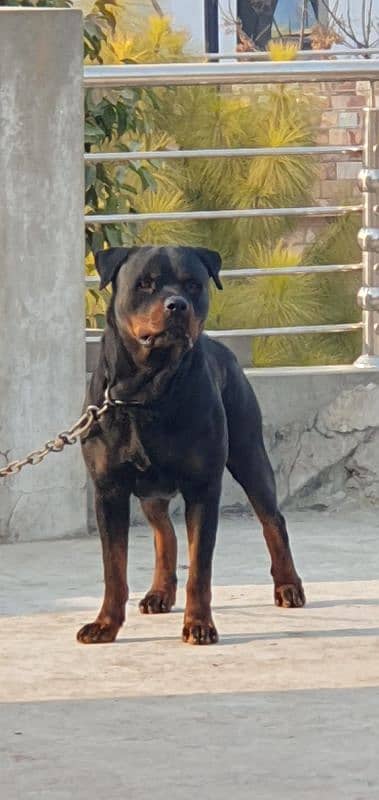 Top Quality Pedigree Rottweiler for Crossing 1