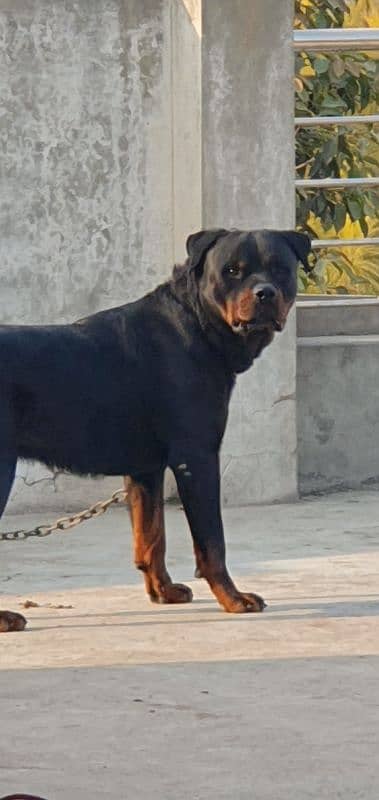 Top Quality Pedigree Rottweiler for Crossing 2