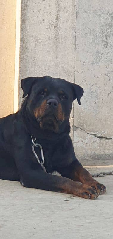 Top Quality Pedigree Rottweiler for Crossing 3