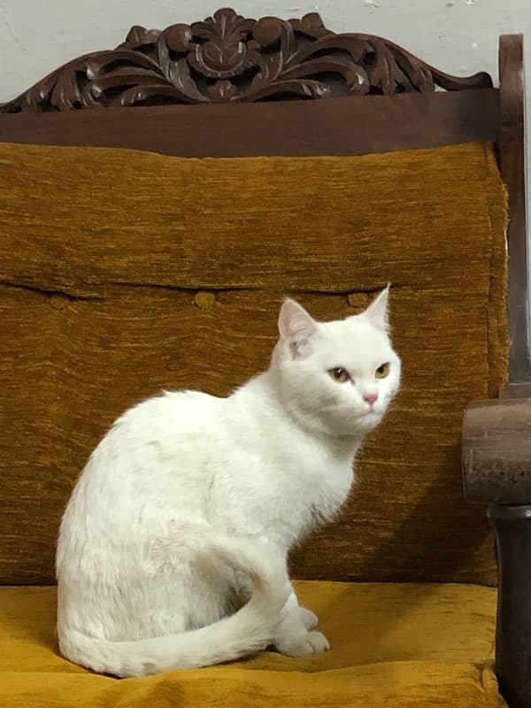 mixed persian white cat for sale 0