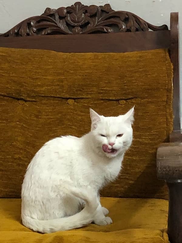 mixed persian white cat for sale 1