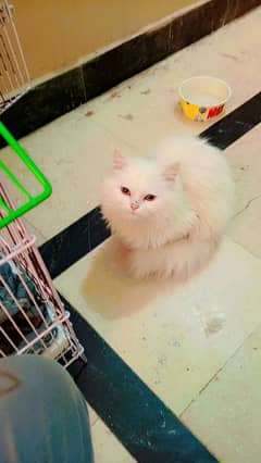 Persian kittens for sale bhallo healthy kittens