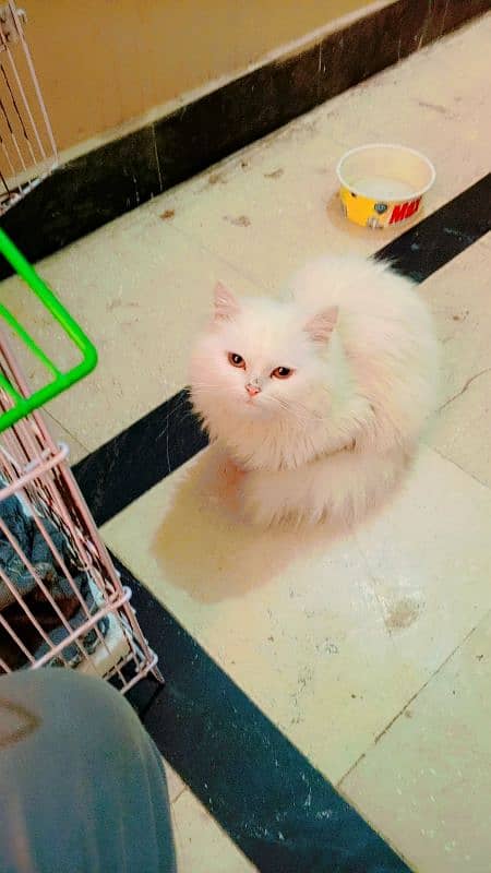 Persian kittens for sale bhallo healthy kittens 0