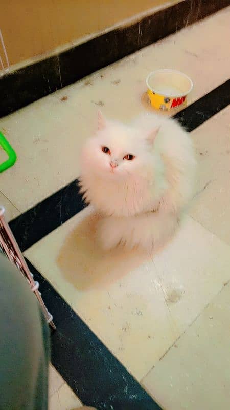 Persian kittens for sale bhallo healthy kittens 2