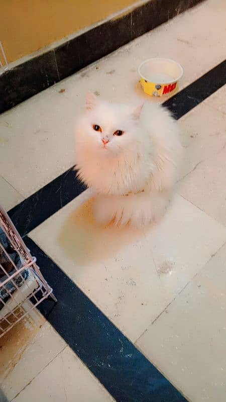 Persian kittens for sale bhallo healthy kittens 3