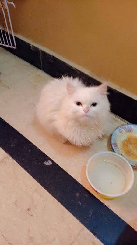 Persian kittens for sale bhallo healthy kittens 4