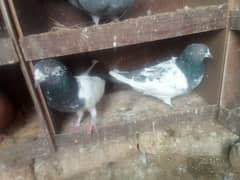 High flyer pigeon for sale