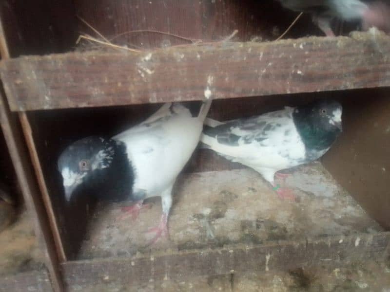 High flyer pigeon for sale 1