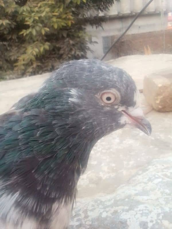 High flyer pigeon for sale 2