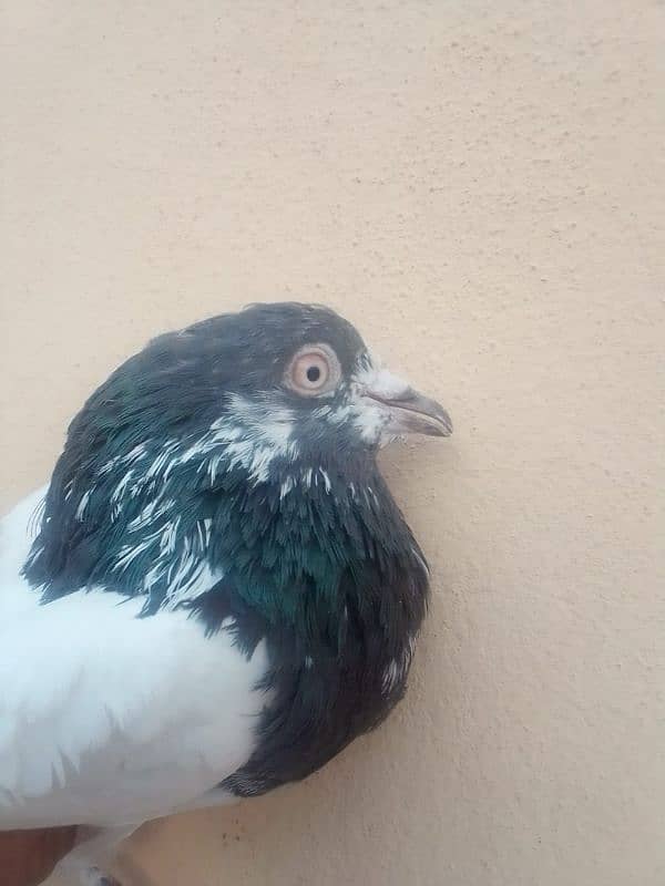 High flyer pigeon for sale 3