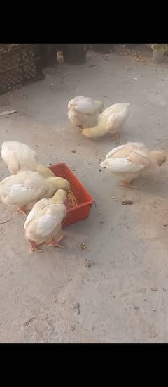 White O shamo Chicks