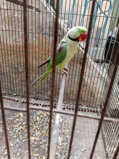 Adult Raw Parrot for Sale - A Great Opportunity for Bird Lovers