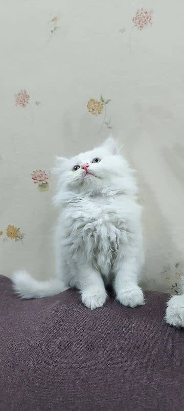 Female/Male Persian Kitten 0