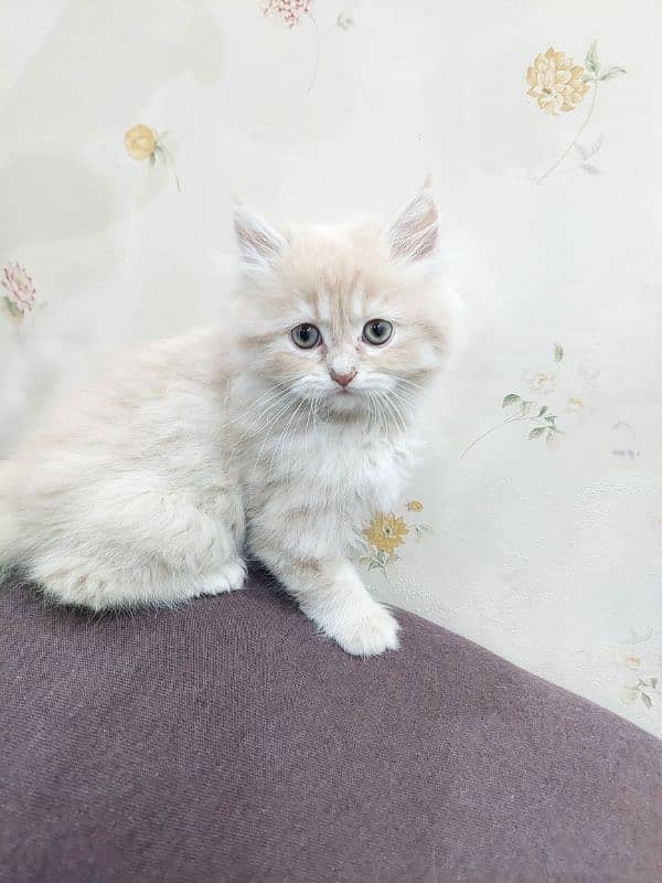 Female/Male Persian Kitten 1