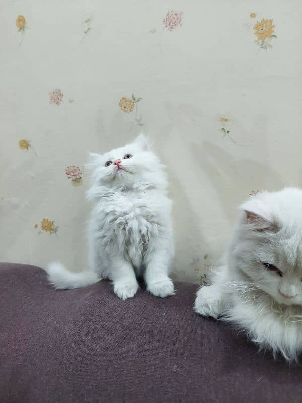 Female/Male Persian Kitten 2