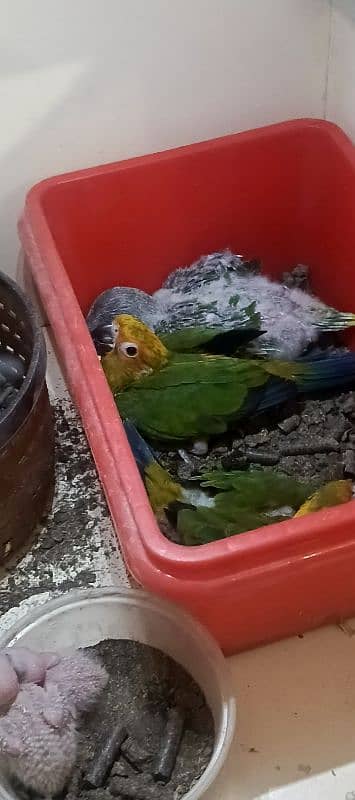 sun conure tame  all types of color Ring neck & phari chick available 6