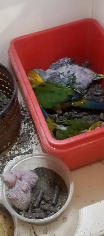 sun conure tame  all types of color Ring neck & phari chick available 7