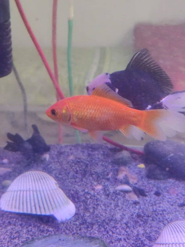 Thailand oranda goldfish,Clown fish,Marine fishes available in stock 2