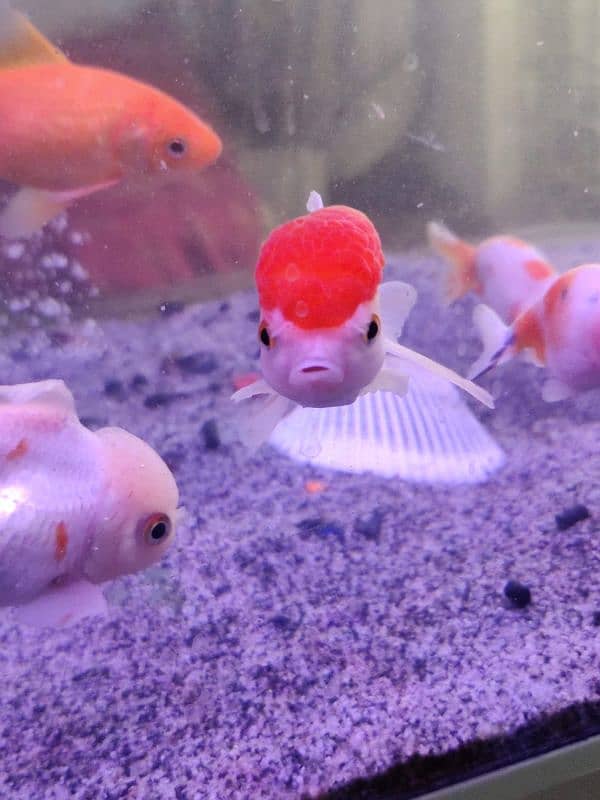 Thailand oranda goldfish,Clown fish,Marine fishes available in stock 4