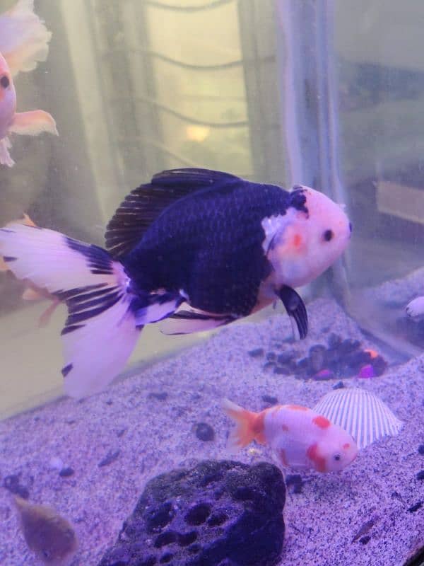 Thailand oranda goldfish,Clown fish,Marine fishes available in stock 6