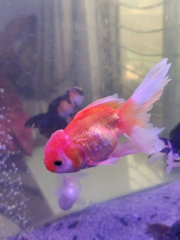 Thailand oranda goldfish,Clown fish,Marine fishes available in stock 8