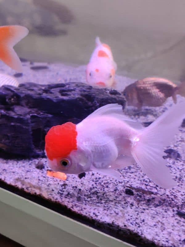 Thailand oranda goldfish,Clown fish,Marine fishes available in stock 10